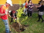 Comenius - sázení stromků u školy